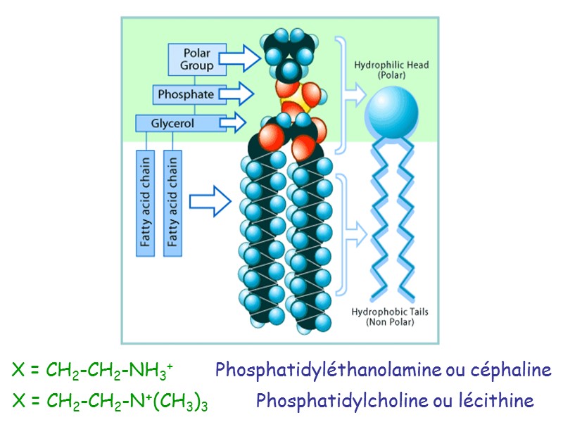 X = CH2-CH2-NH3+        Phosphatidyléthanolamine ou céphaline 